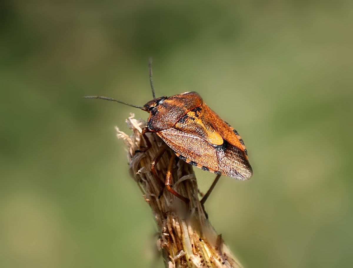 Carpocoris purpureipennis di Velate (MB)